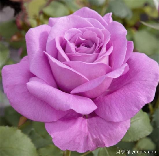 紫色月季花有哪些品種？分享30款紫色月季(圖16)