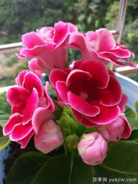 100種常見(jiàn)花卉的栽培大全，送給愛(ài)養花的你(圖38)