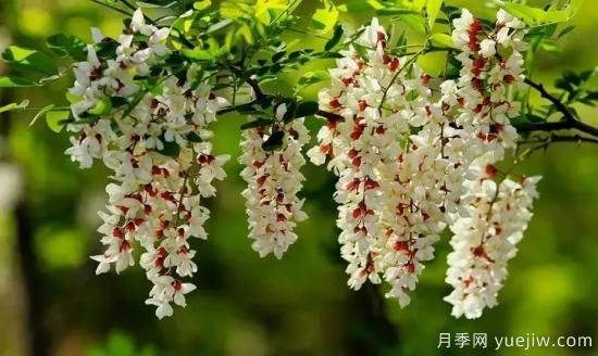 以花命名的農歷，中國人對月份的雅稱(chēng)及別稱(chēng)(圖4)