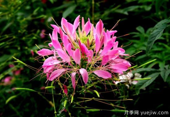 100種常見(jiàn)花卉的栽培大全，送給愛(ài)養花的你(圖56)