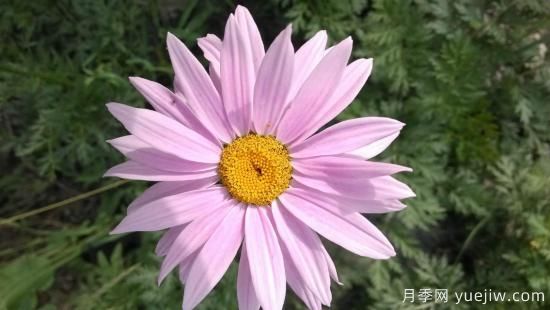 100種常見(jiàn)花卉的栽培大全，送給愛(ài)養花的你(圖59)