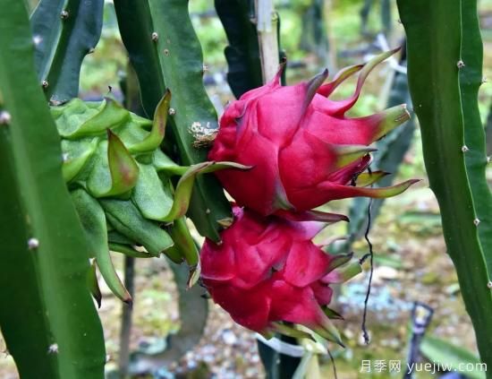 100種常見(jiàn)花卉的栽培大全，送給愛(ài)養花的你(圖82)