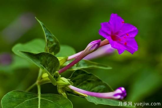 100種常見(jiàn)花卉的栽培大全，送給愛(ài)養花的你(圖88)