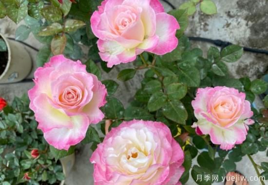 六翼天使月季，濃香高顏值分支多開(kāi)花勤(圖3)