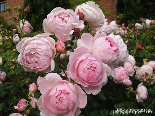 35個(gè)奧斯汀官方推薦的月季品種，抗病強長(cháng)勢好開(kāi)花多花友必選(圖34)