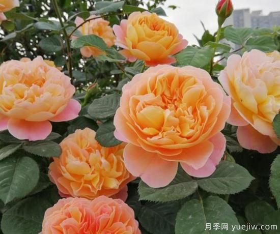 11月養灌木月季，在室內天冷照樣開(kāi)花(圖2)