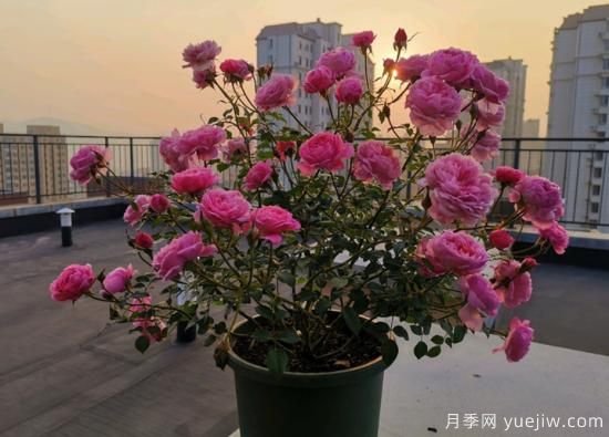 11月養灌木月季，在室內天冷照樣開(kāi)花(圖3)