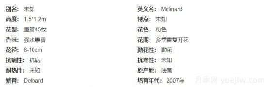 推薦高顏值且好養的10個(gè)藤本月季，看一眼就愛(ài)上(圖10)