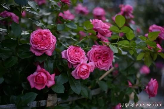 推薦高顏值且好養的10個(gè)藤本月季，看一眼就愛(ài)上(圖11)