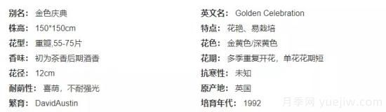 推薦高顏值且好養的10個(gè)藤本月季，看一眼就愛(ài)上(圖14)