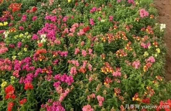 需求量大的花鏡植物，極具藝術(shù)感(圖1)