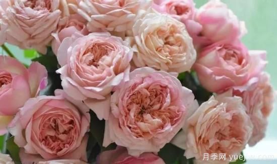 推薦高顏值且好養的10個(gè)藤本月季，看一眼就愛(ài)上(圖18)