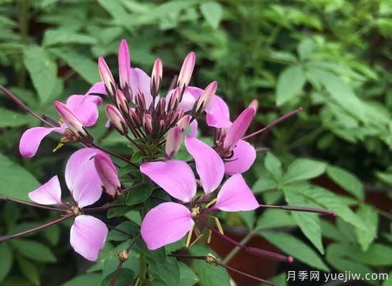 需求量大的花鏡植物，極具藝術(shù)感(圖3)