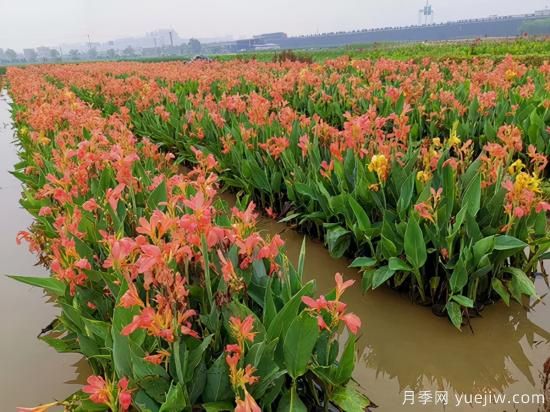 需求量大的花鏡植物，極具藝術(shù)感(圖4)