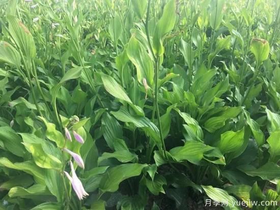需求量大的花鏡植物，極具藝術(shù)感(圖5)