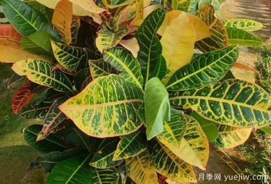 需求量大的花鏡植物，極具藝術(shù)感(圖6)
