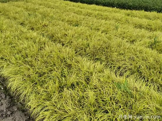 需求量大的花鏡植物，極具藝術(shù)感(圖7)