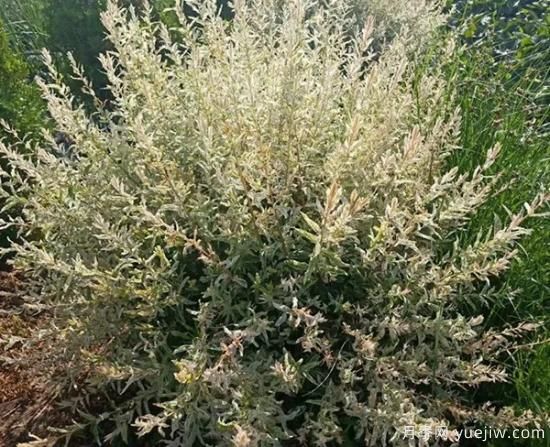需求量大的花鏡植物，極具藝術(shù)感(圖8)