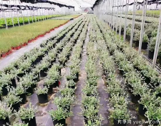 需求量大的花鏡植物，極具藝術(shù)感(圖9)