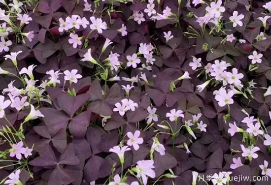 需求量大的花鏡植物，極具藝術(shù)感(圖10)