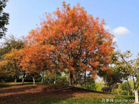 黃連木適合什么地區種植，北方可以種植嗎？(圖1)
