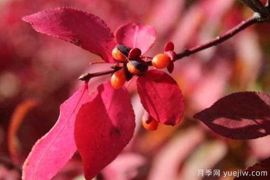 火焰衛矛，庭院園林紅葉珍品(圖3)