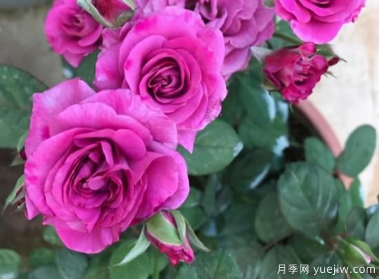冬日封閉陽(yáng)臺就養這3種花卉，長(cháng)得好開(kāi)花依舊(圖1)