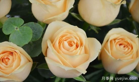 香檳色玫瑰花代表什么寓意意思？鐘情又優(yōu)雅(圖1)