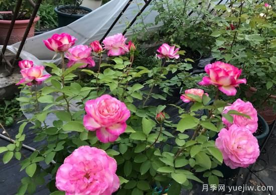 馬克夏加爾月季，又美又香花期長(cháng)的陽(yáng)臺月季(圖2)