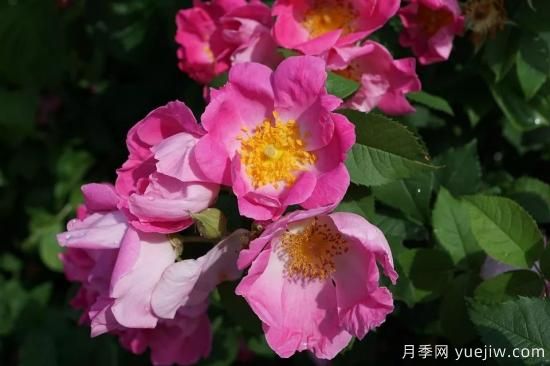 如何給月季花授粉？培育一個(gè)月季新品種要多久(圖1)