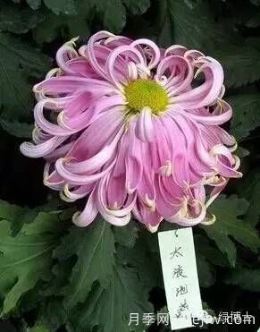 識花瓣，辨花型...快收好這份賞菊“門(mén)道”(圖1)