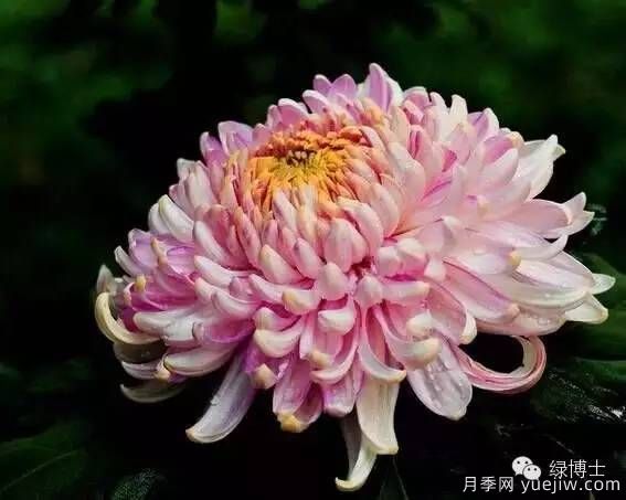 識花瓣，辨花型...快收好這份賞菊“門(mén)道”(圖2)