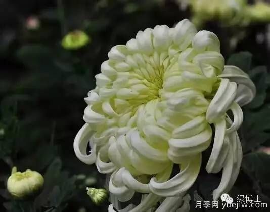 識花瓣，辨花型...快收好這份賞菊“門(mén)道”(圖3)