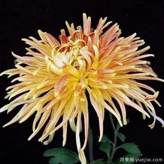 識花瓣，辨花型...快收好這份賞菊“門(mén)道”(圖4)