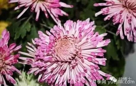 識花瓣，辨花型...快收好這份賞菊“門(mén)道”(圖6)