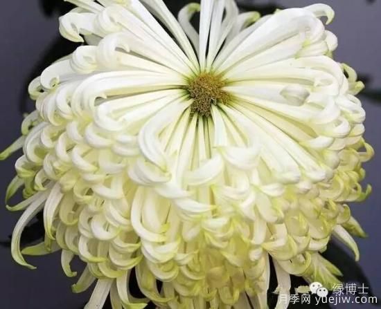 識花瓣，辨花型...快收好這份賞菊“門(mén)道”(圖7)