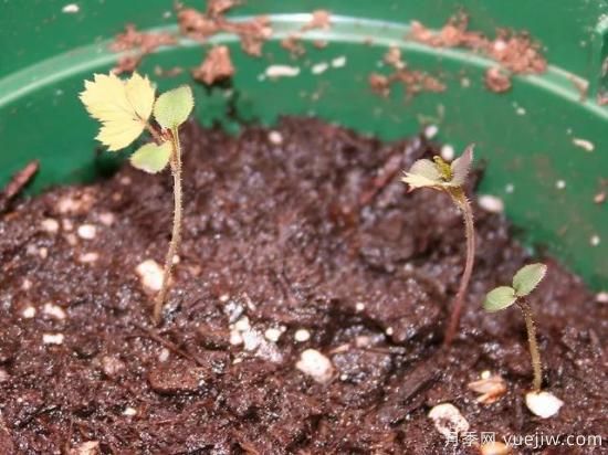 如何給月季花授粉？培育一個(gè)月季新品種要多久(圖4)