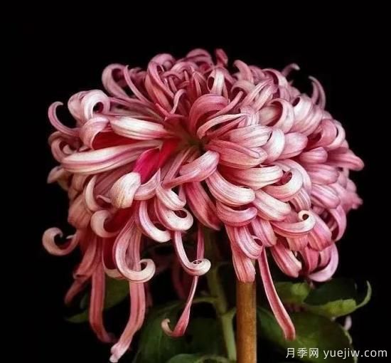 識花瓣，辨花型...快收好這份賞菊“門(mén)道”(圖9)