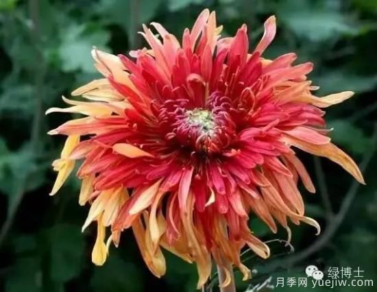 識花瓣，辨花型...快收好這份賞菊“門(mén)道”(圖8)