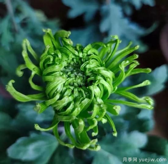 識花瓣，辨花型...快收好這份賞菊“門(mén)道”(圖11)