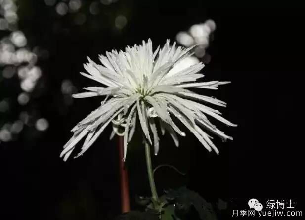 識花瓣，辨花型...快收好這份賞菊“門(mén)道”(圖14)