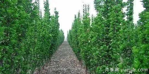 北方黃楊大葉女貞香樟等常綠闊葉喬木養護技術(shù)(圖1)
