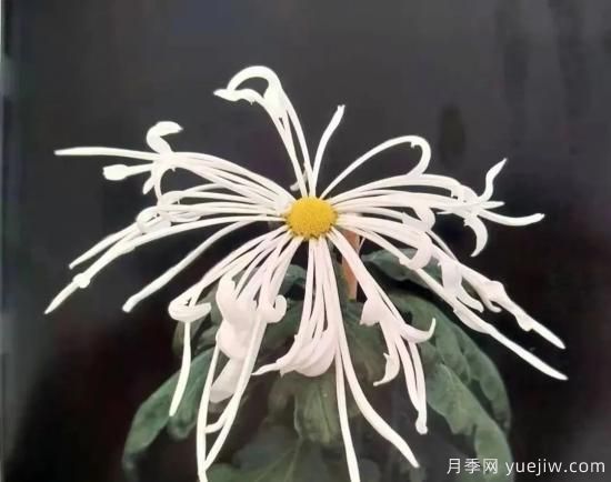 識花瓣，辨花型...快收好這份賞菊“門(mén)道”(圖12)