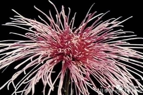 識花瓣，辨花型...快收好這份賞菊“門(mén)道”(圖13)