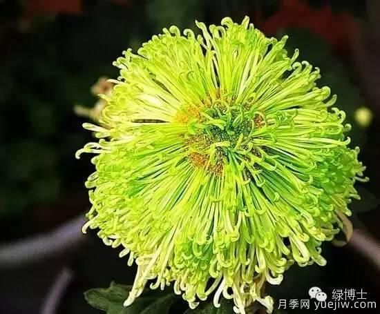 識花瓣，辨花型...快收好這份賞菊“門(mén)道”(圖15)