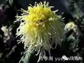 識花瓣，辨花型...快收好這份賞菊“門(mén)道”(圖17)