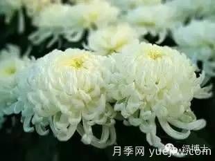 識花瓣，辨花型...快收好這份賞菊“門(mén)道”(圖16)