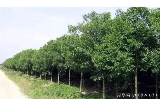 北方黃楊大葉女貞香樟等常綠闊葉喬木養護技術(shù)(圖4)