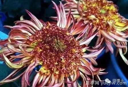 識花瓣，辨花型...快收好這份賞菊“門(mén)道”(圖18)