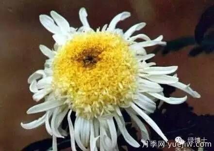 識花瓣，辨花型...快收好這份賞菊“門(mén)道”(圖19)